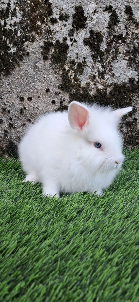 Coelho Anão Angora