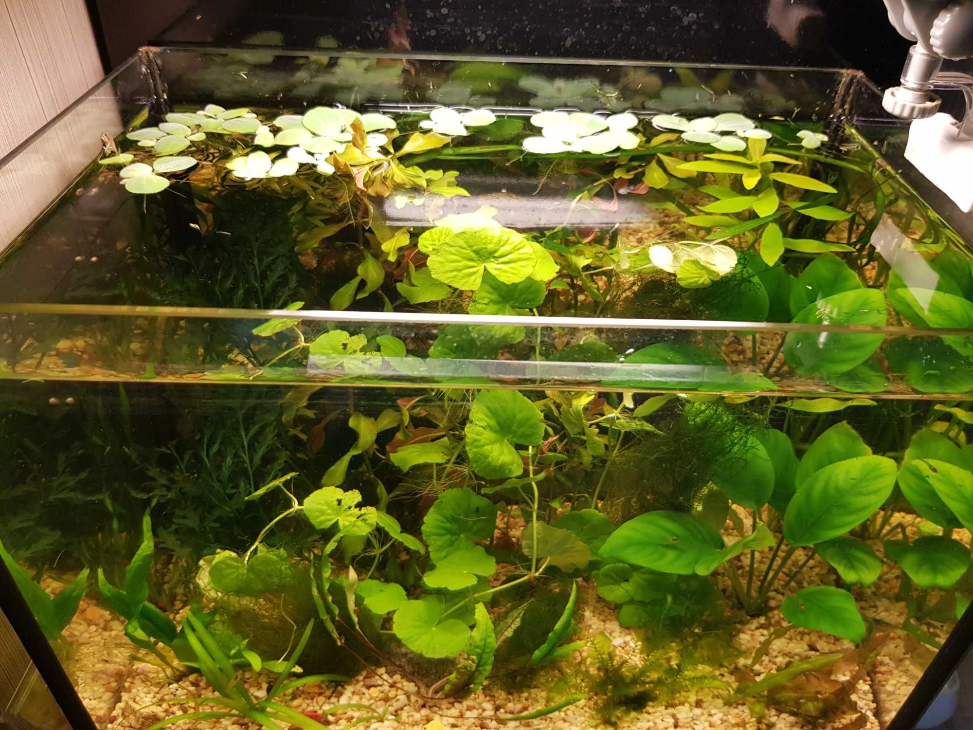 Набір акваріумних рослин за 99 грн