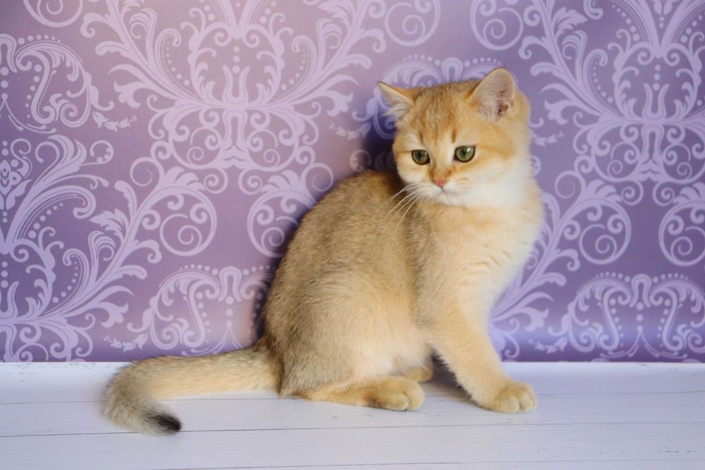 Плюшевий красунчику в золотистому забарвлені