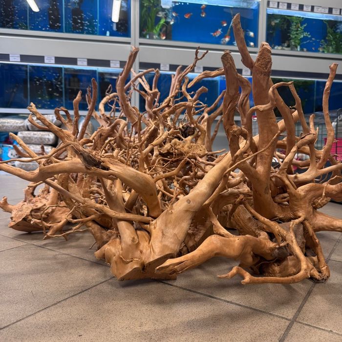 Korzenie Japońskie do akwarium,  terrarium