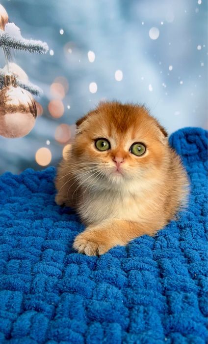 Кіт дорослий в'яжучий золотий шотландський капловухий фолд