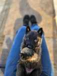 Owczarek belgijski malinois po certyfikowanych psach ratowniczych