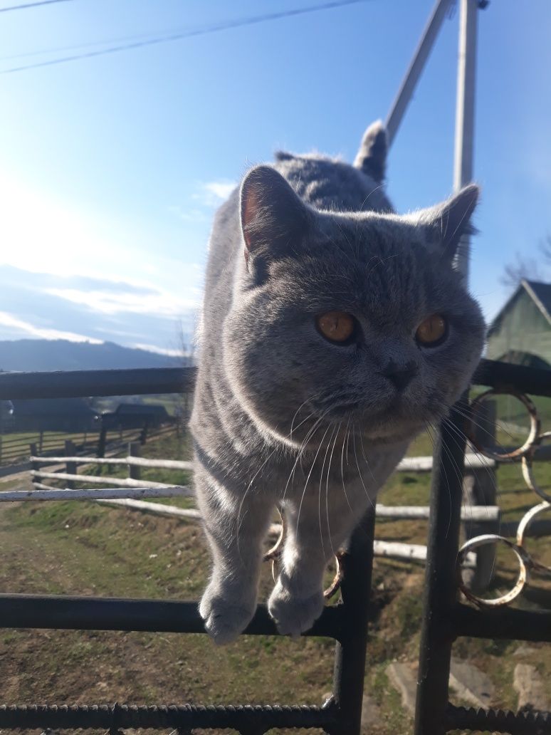 Шотланський висловуха Кіт на злучку!