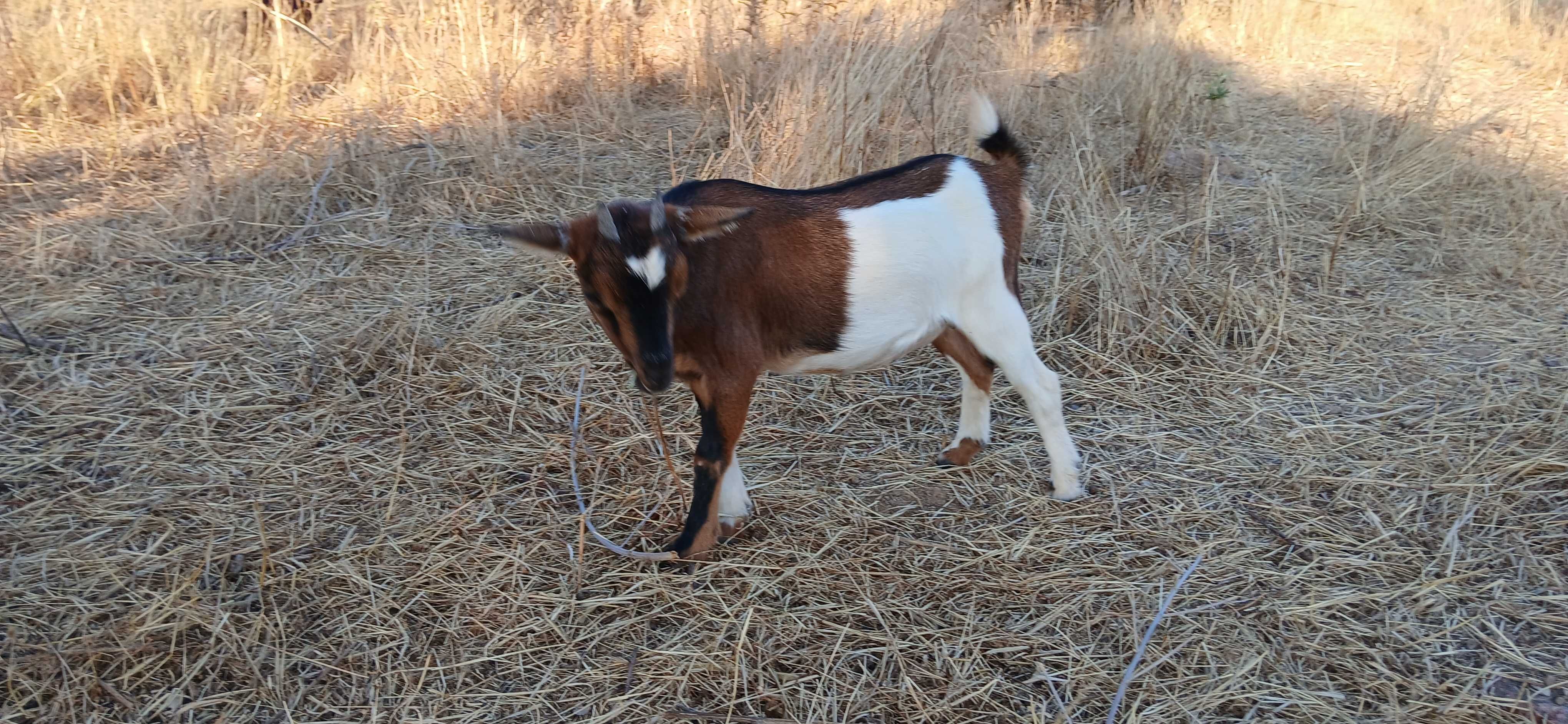 Rebanho cabras anãs