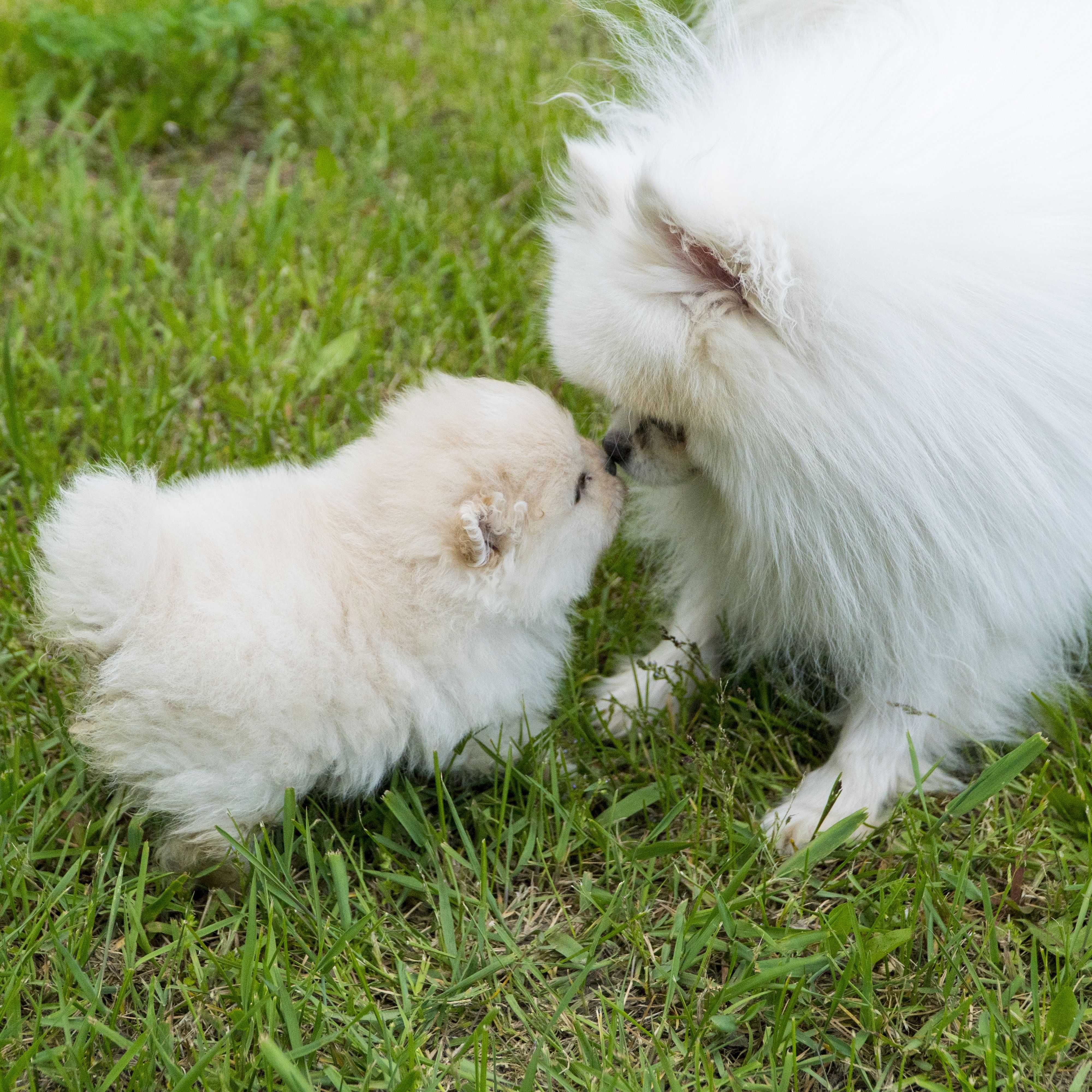 Szpic Miniaturowy Pomeranian