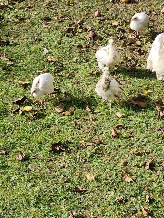 Pawie młode sprzedam