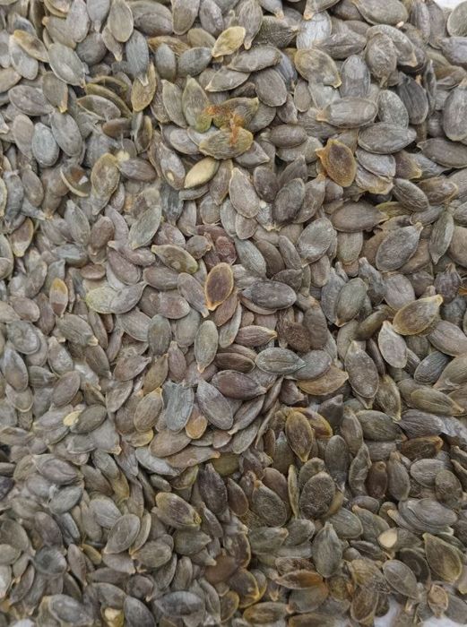 Гарбузове. Голонасінний гарбуз