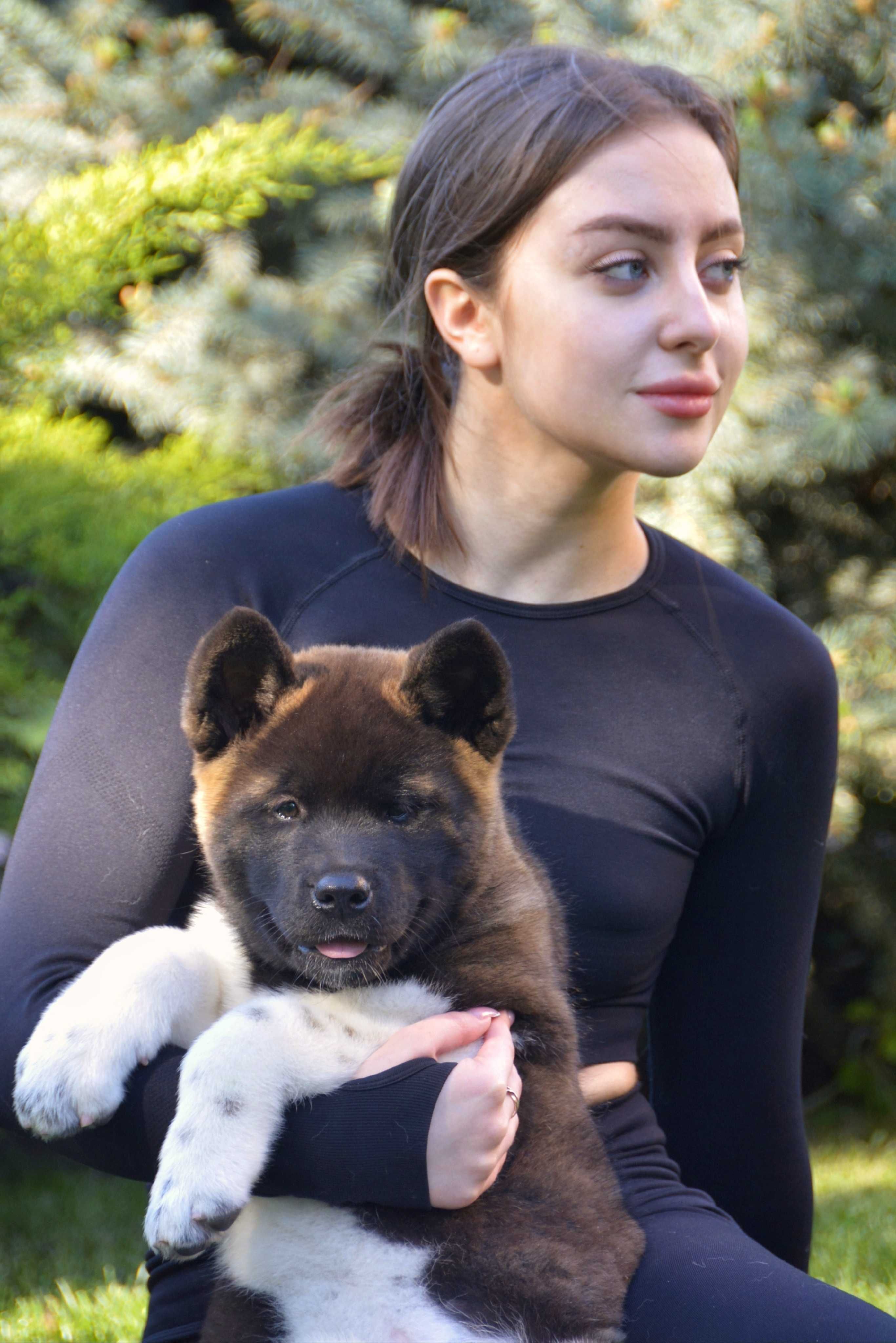 Quince American Akita