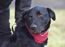 Poligon do adopcji!