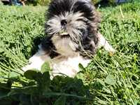 Shih tzu piesek tricolor