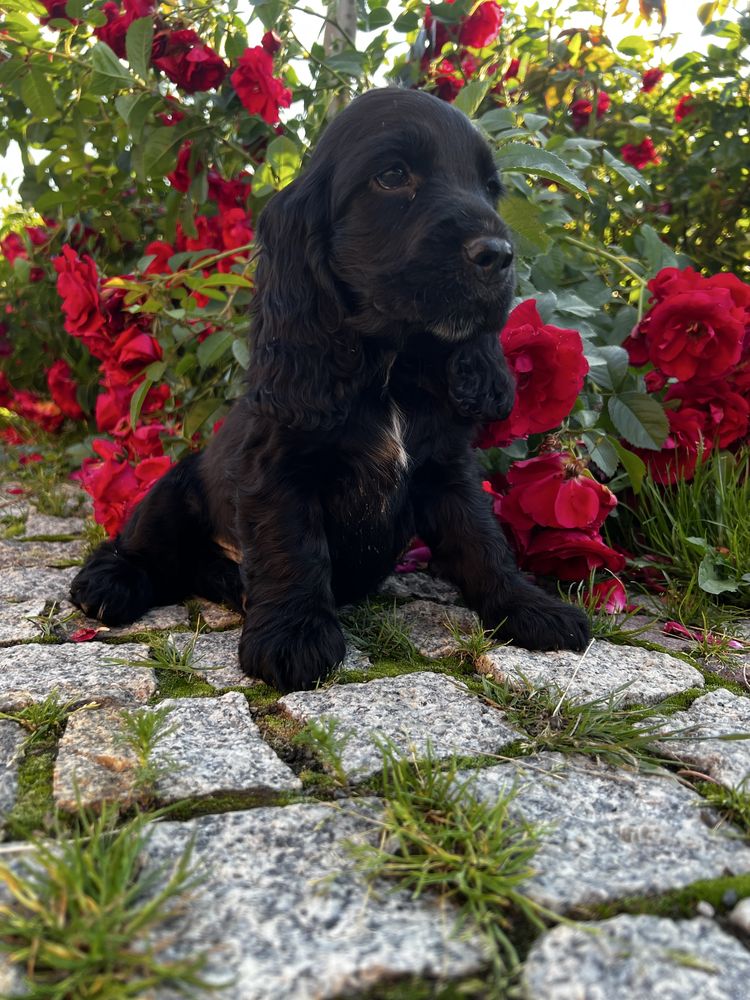 Szczeniak cocker spaniel blue roan gotowy do odbioru ostatni piesek