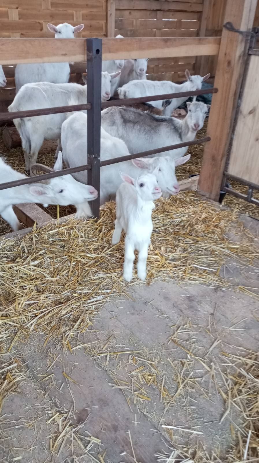 Продам заано- нубійців