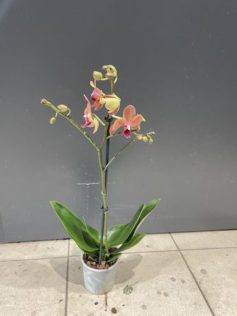 Миди фаленопсисы орхидеи
