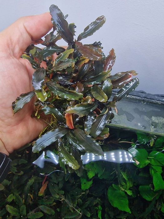 Dekoracyjna roślina bucephalandra 3,3zl/szt. w cenie całość 30szt
Deko