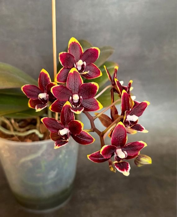 Орхидея ароматная