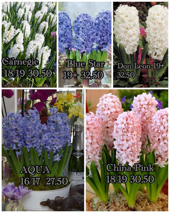 Гиацинт на вигонку