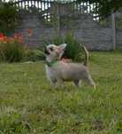 Chihuahua chłopczyk długowłosy ZKwP FCI