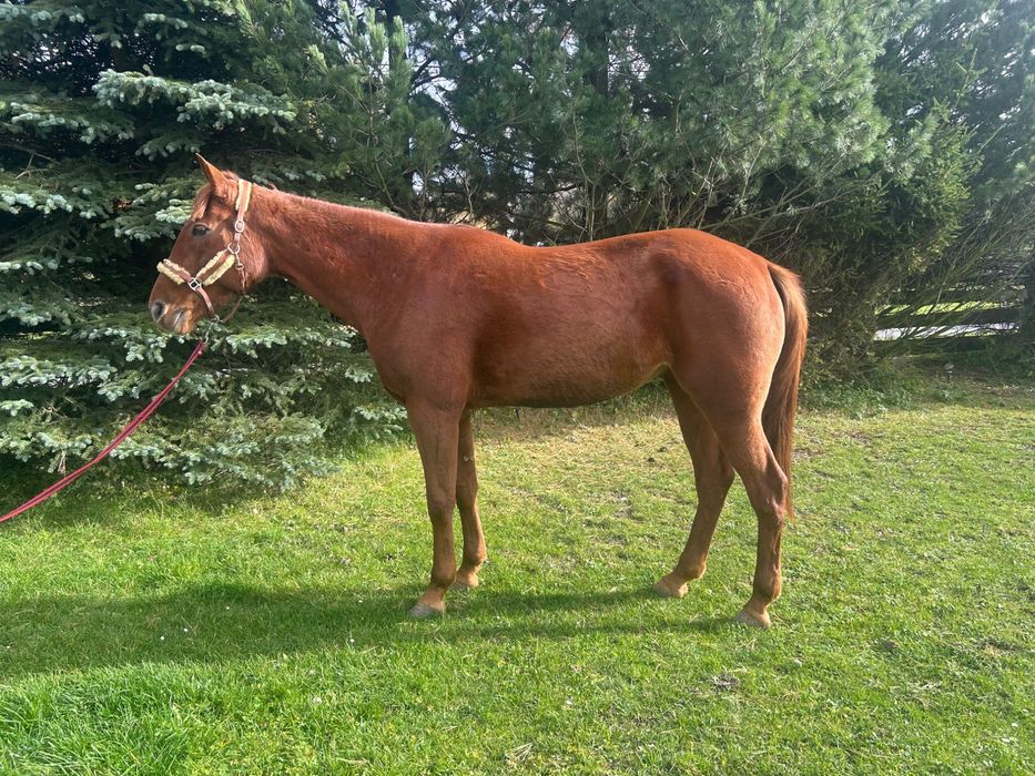 6-letnia klacz kłusak francuski