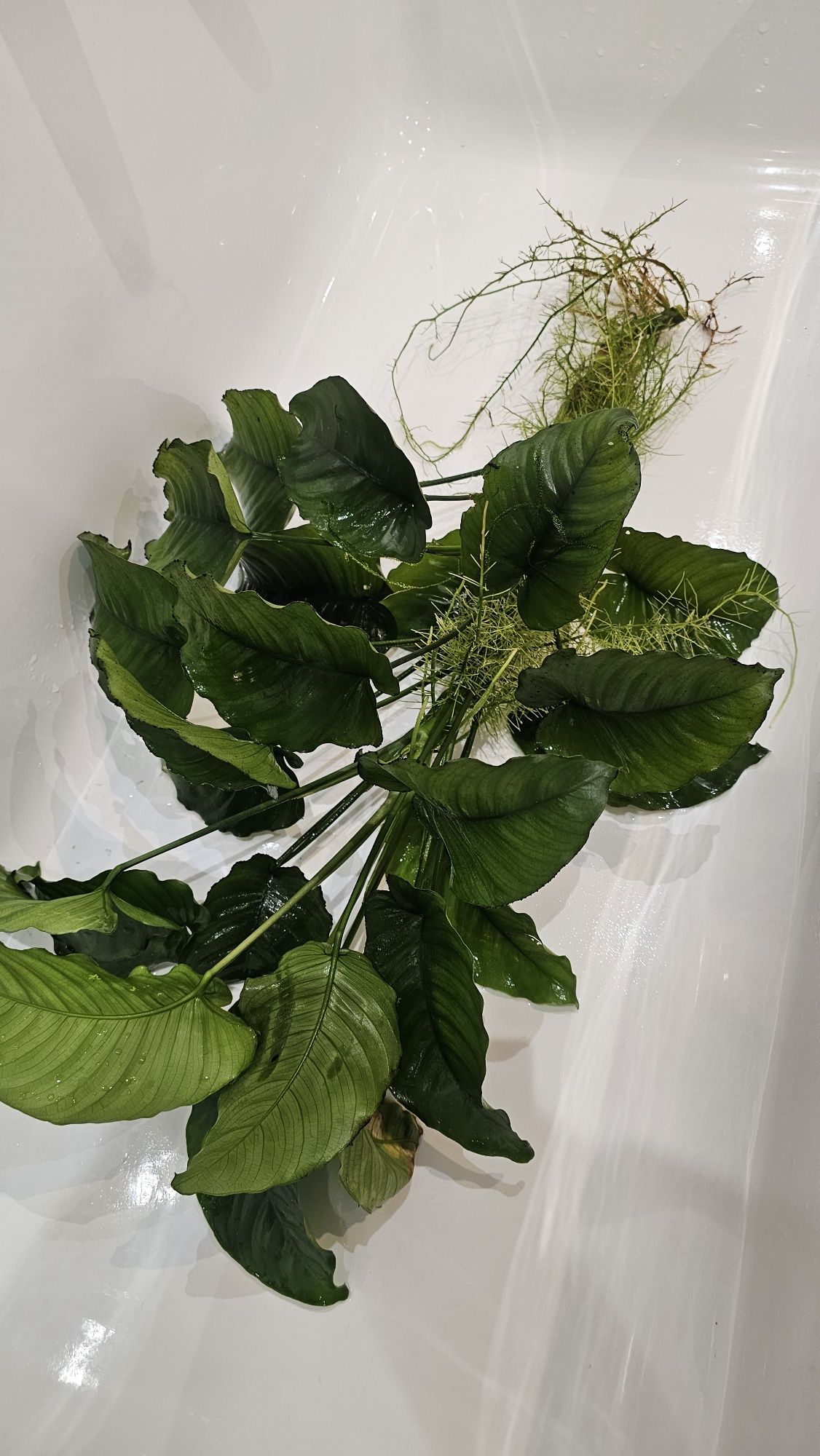 Anubias olbrzymi. Rezerwacja