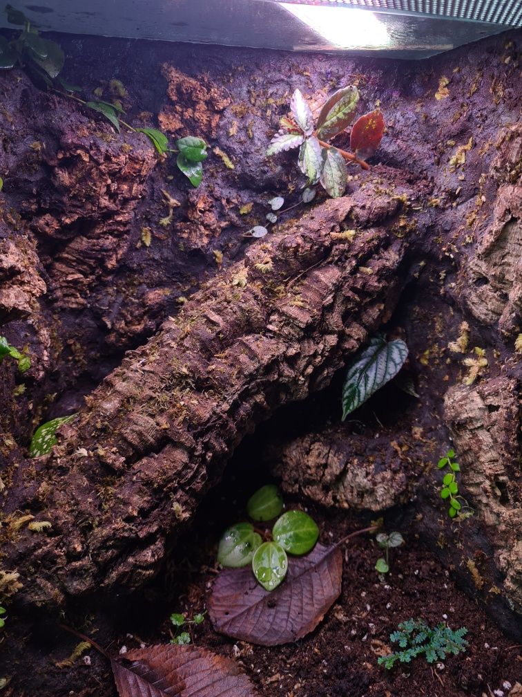 Terrarium 30x30x40, gekon, drzewołazy
