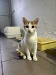 Chętny do zabawy 6-miesięczny Kaczy do adopcji