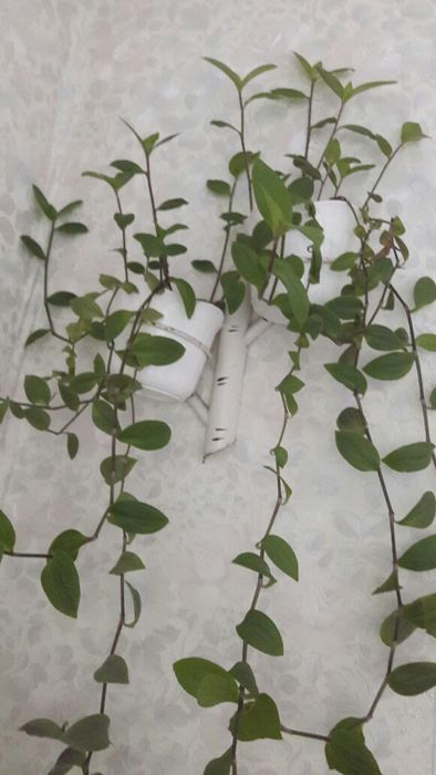 Вющийся вазон  .