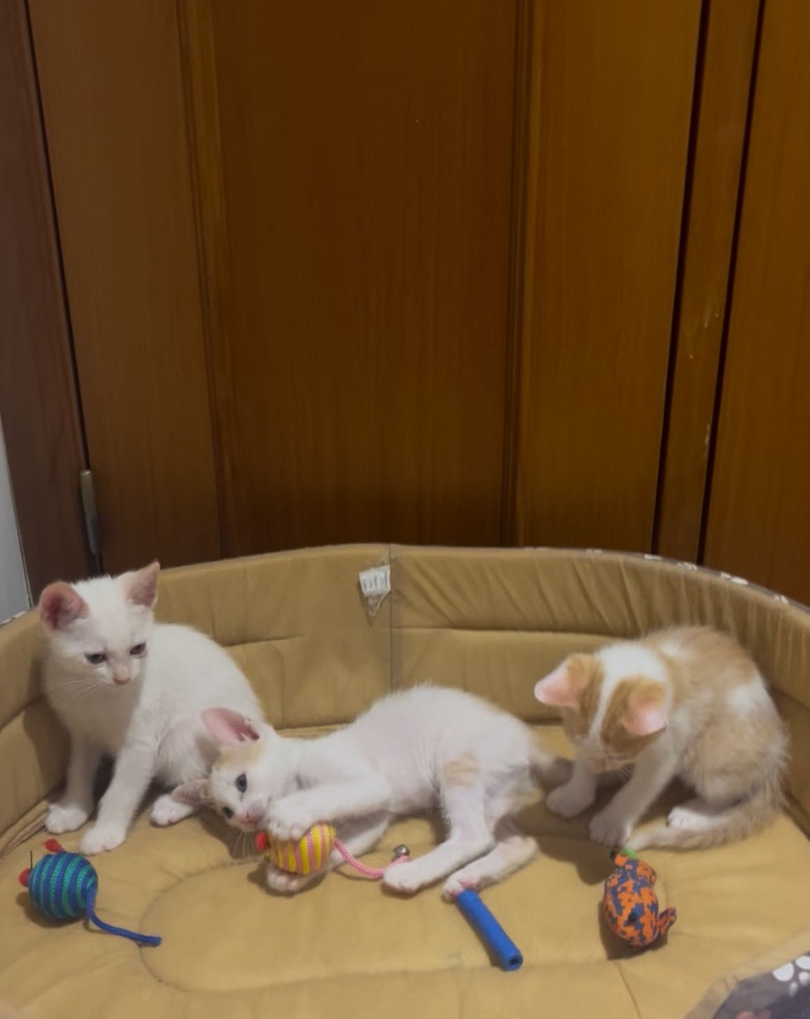 Gatinhas para adoção