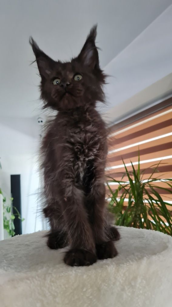 Maine coon  kotka czarna