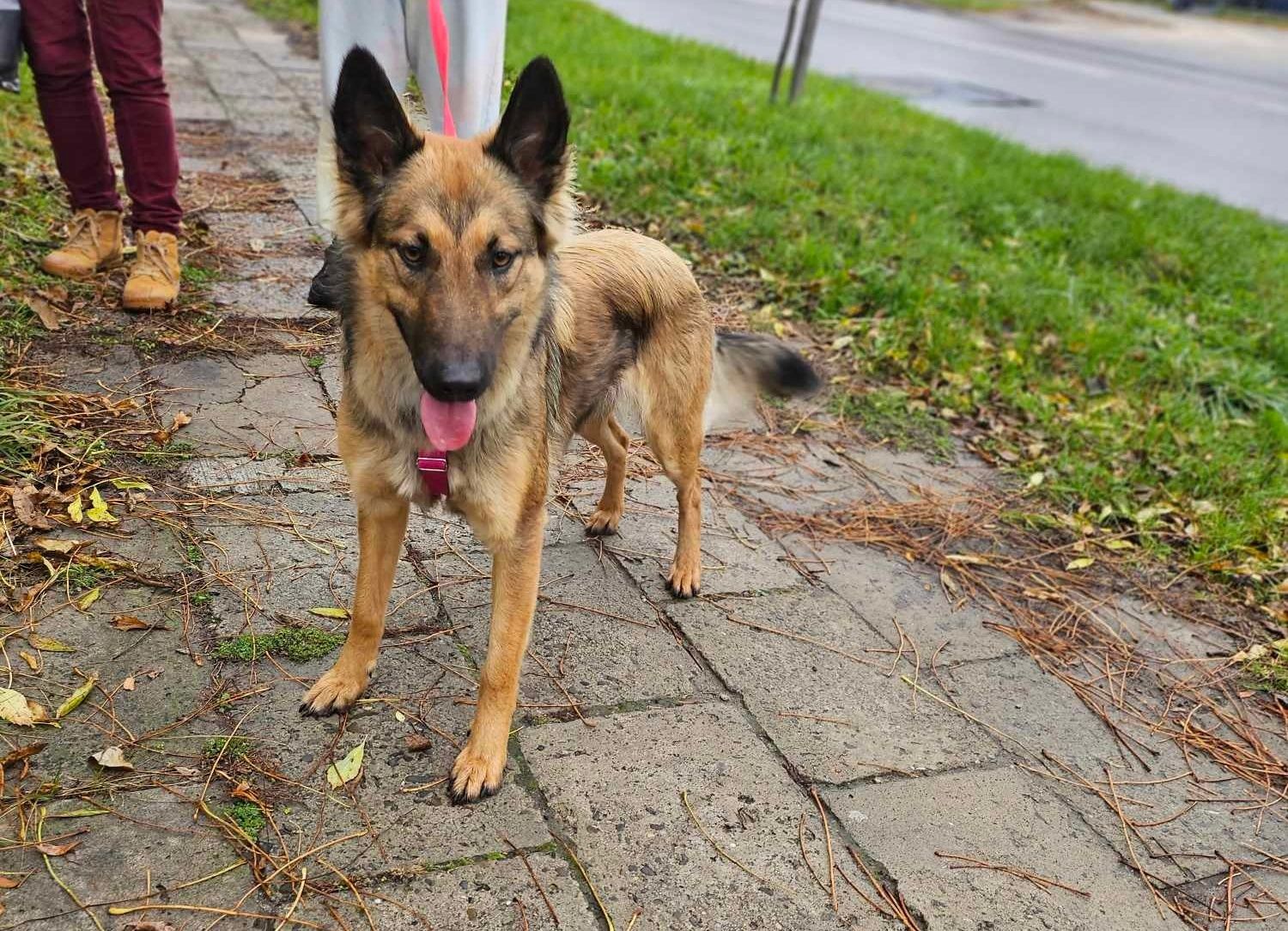 Piękna Luna, pozostawiona na pastwę losu przez swoją "rodzinę"