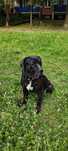 Oddam psa Cane Corso