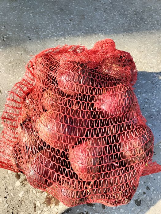 Sprzedam buraczki czerwone