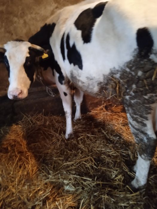 Jalowka wysokocielna