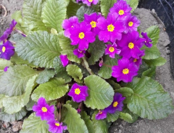 Продам примулу..