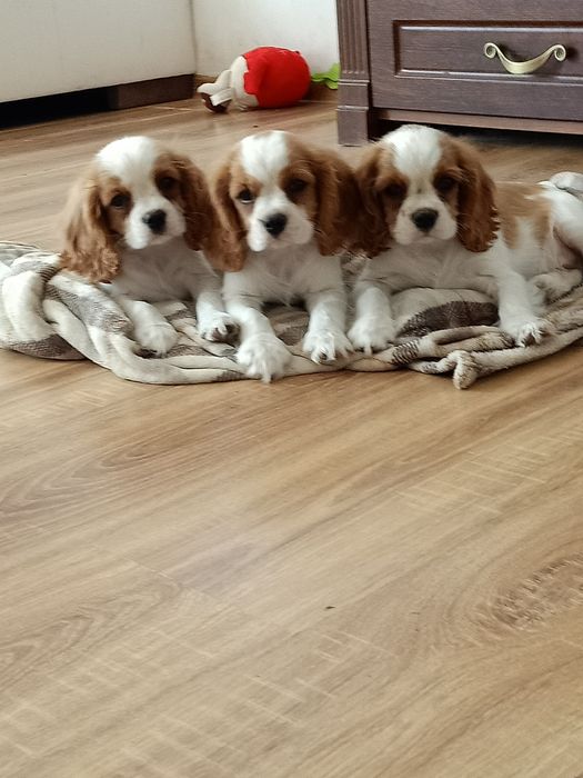 Cavalier King Charles spaniel szczenięta