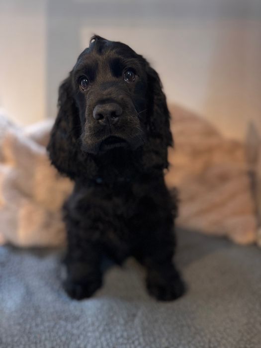 LOCZEK Cocker Spaniel Angielski