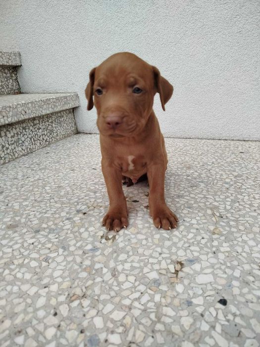Pit Bull Red Nose Szczeniak