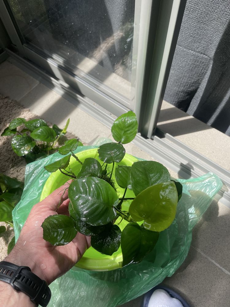 Roslina akwariowa anubias bateri
