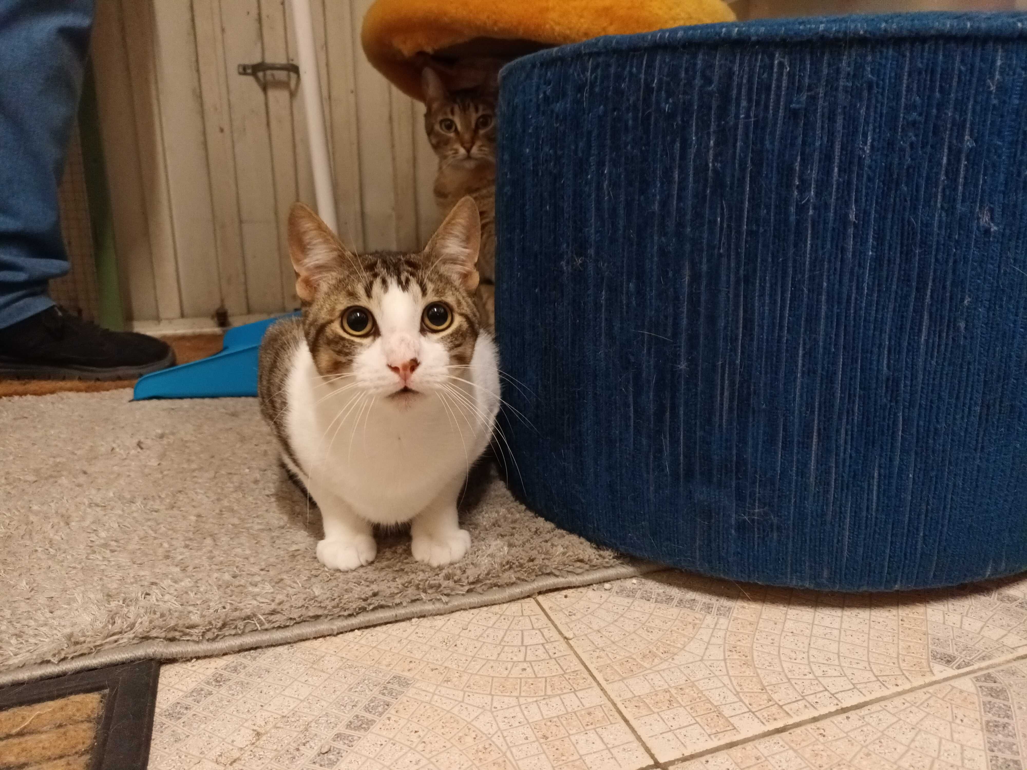 Gato tigrado e branco lindíssimo
