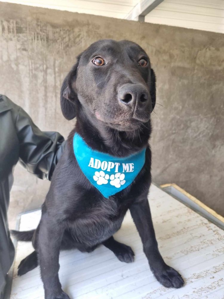 Buddy - 8 meses, xLabrador Retriever