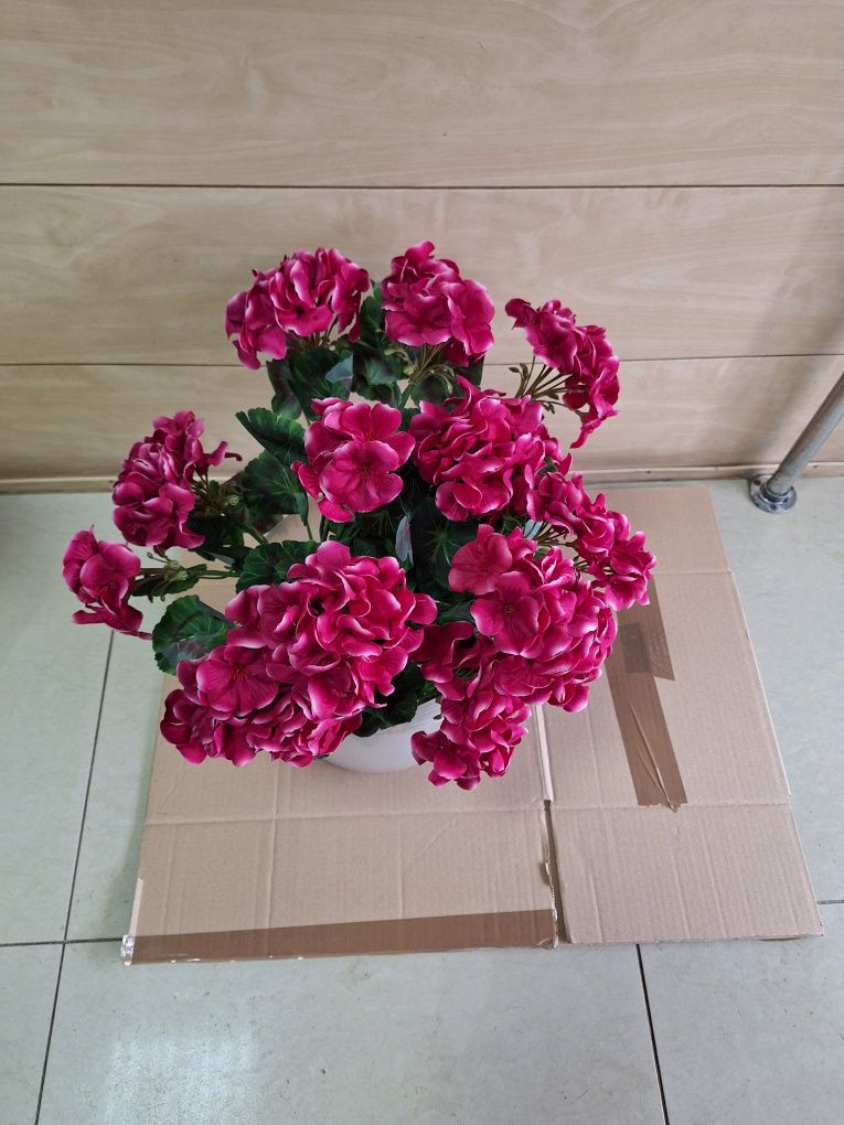 Bukiet pelargoni 3 szt 60 zł