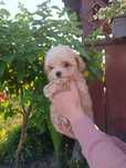 Maltipoo prześliczny piesek