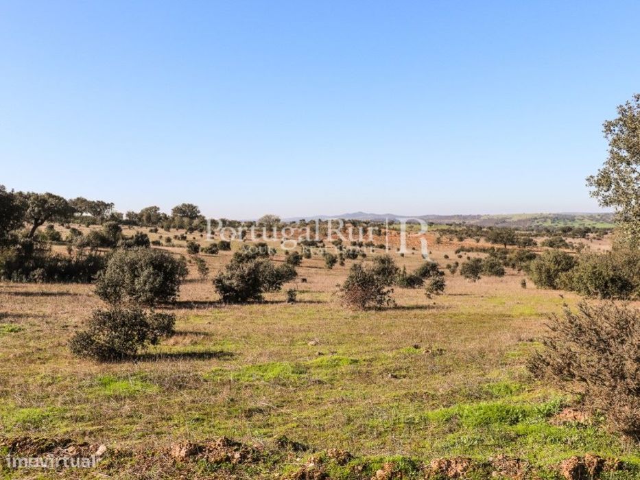 Quinta com cerca 7,5 Hectares localizada próxima de Cabeça de Carne...