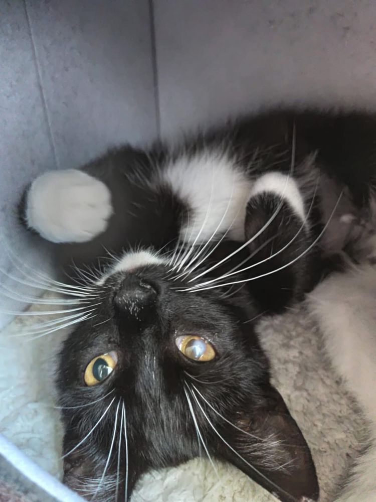 Kotka Melisa do adopcji
