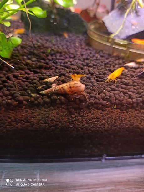 Pożyteczne ślimaki do akwarium
