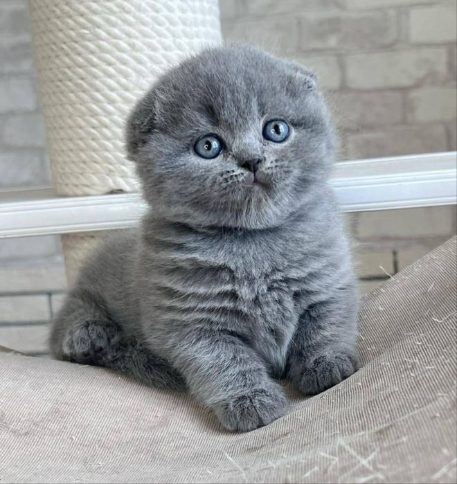 Дуже гарні котики продам