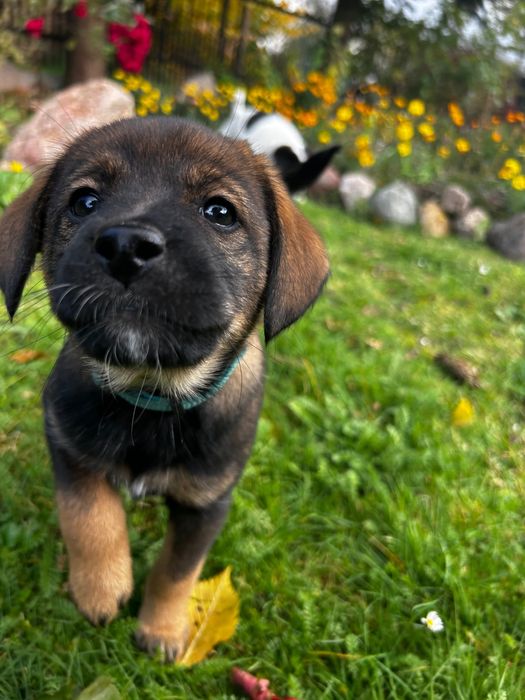 Dwie urocze suczki szukają kochających domków