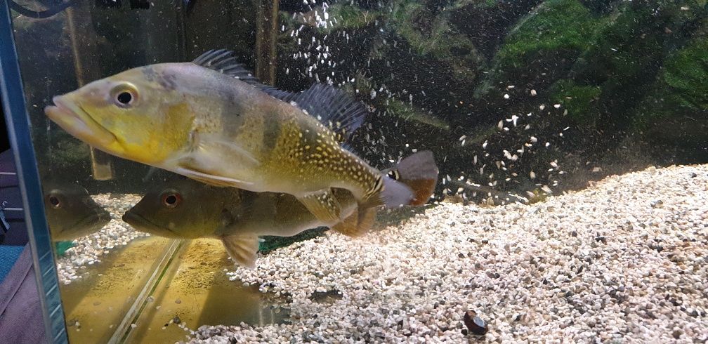 Cichla cichle 30cm