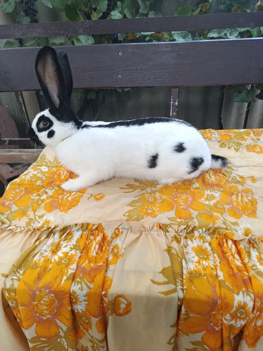 Продам кролі, кролики НСВ