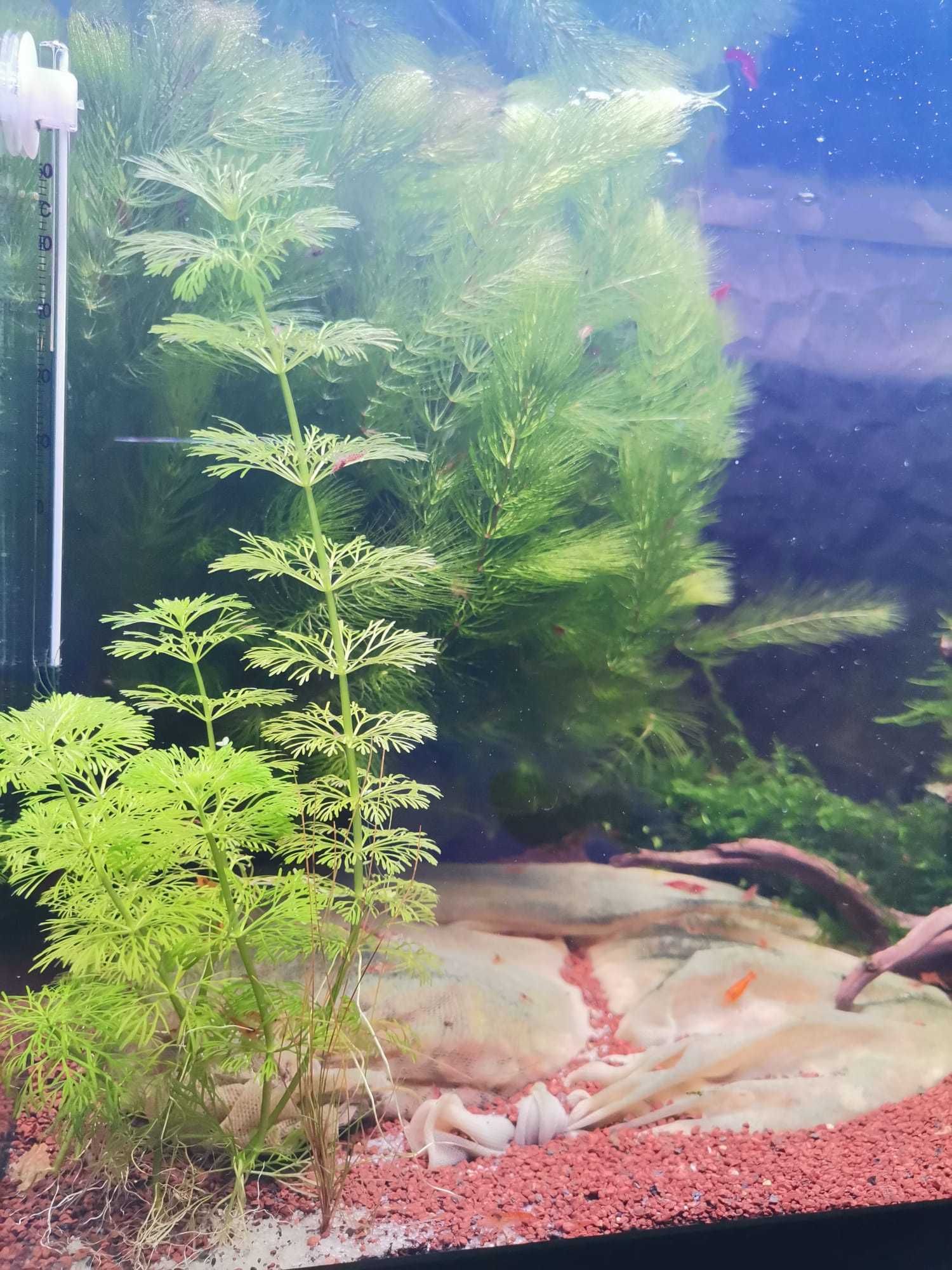 Planta de aquário - Foxtail / Cauda de raposa