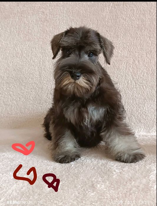 Родовита красуня цвергшнауцер